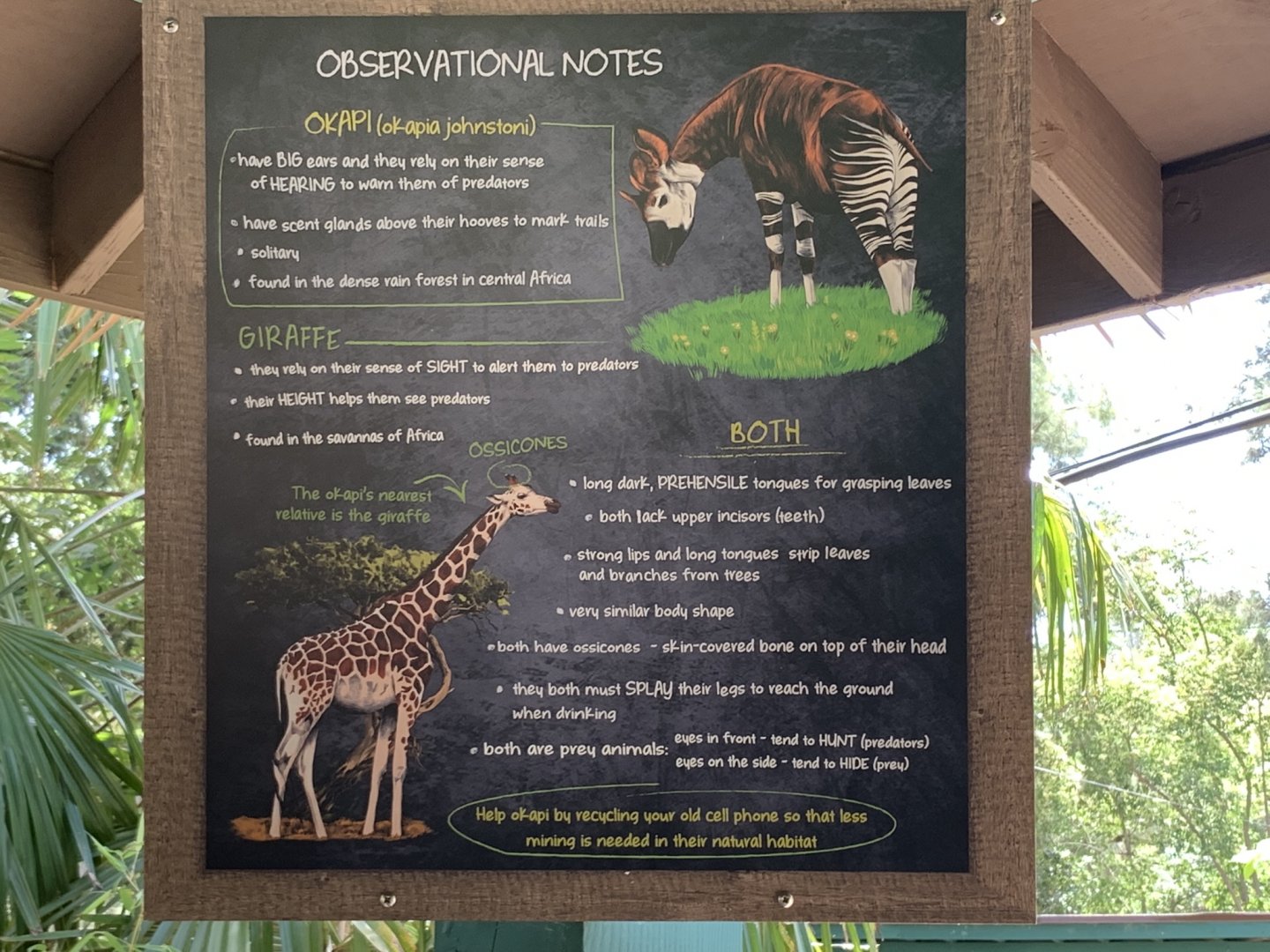 New signage comparing giraffes and okapis