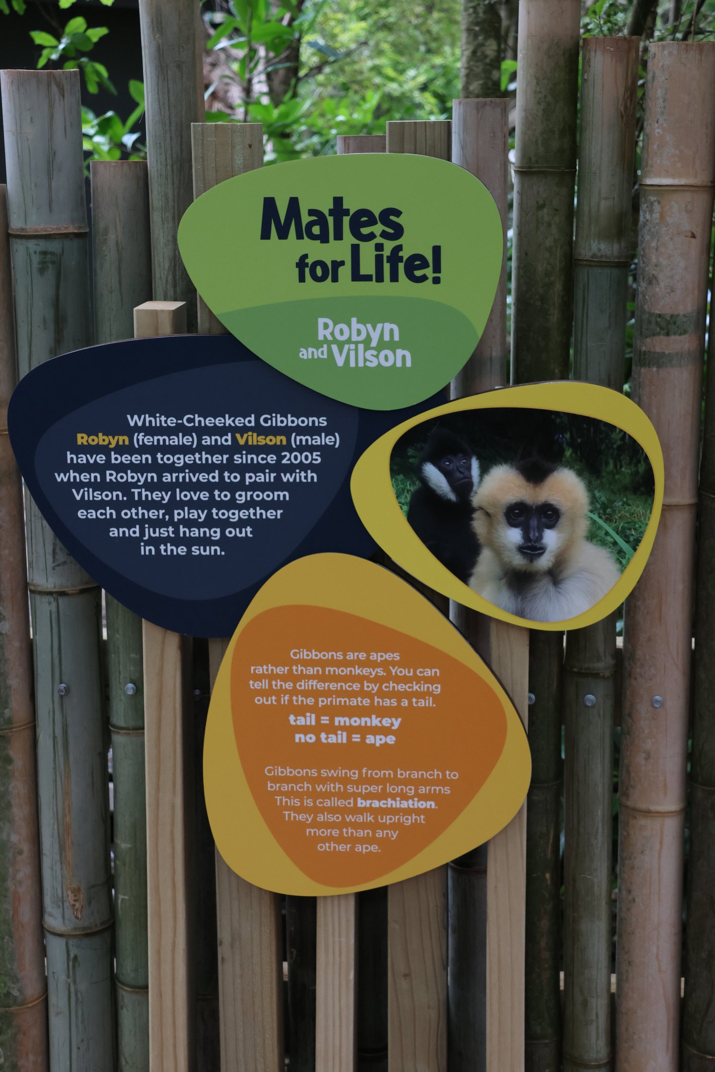 New signage for Northern White-cheeked Gibbon