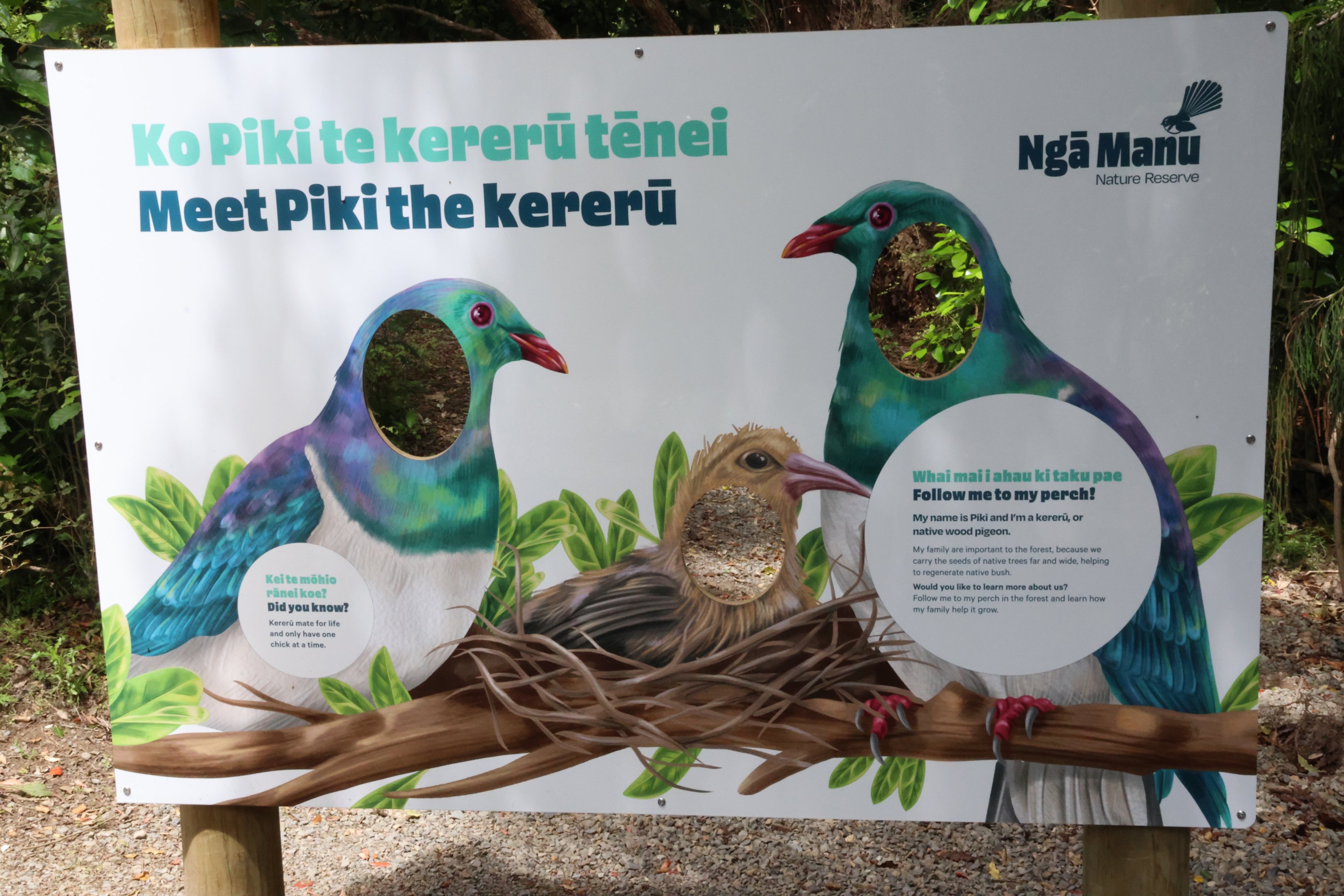 New signage for wild Kererū