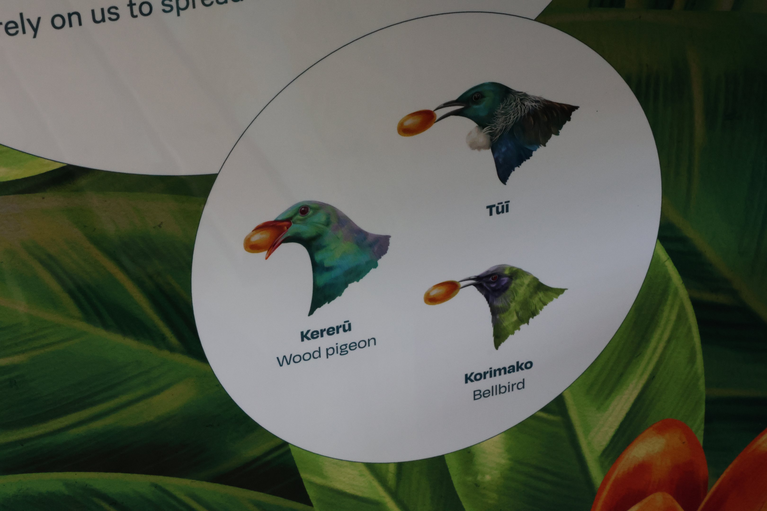 New signage for wild Kererū