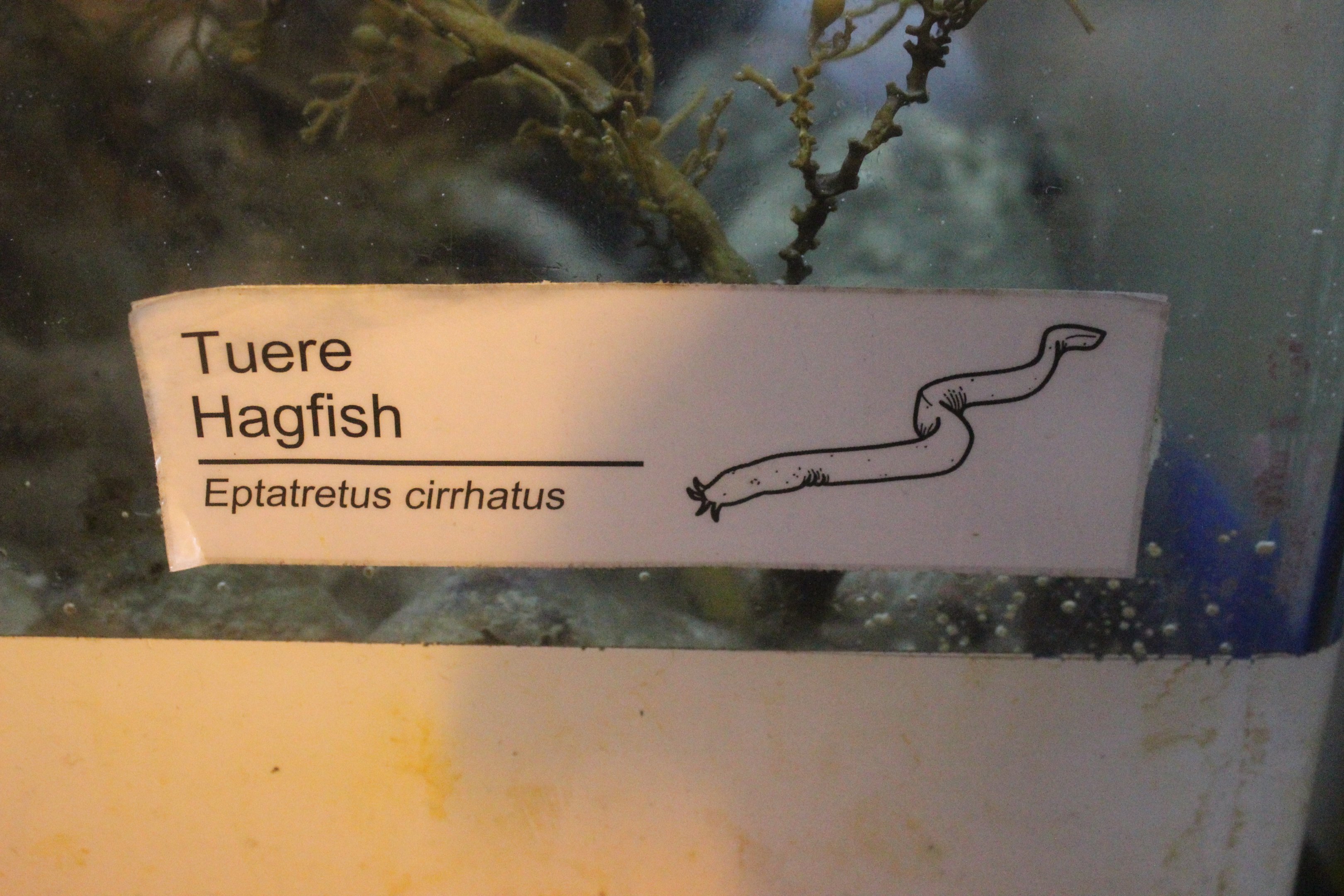 New signage: Hagfish (Eptatretus cirrhatus)
