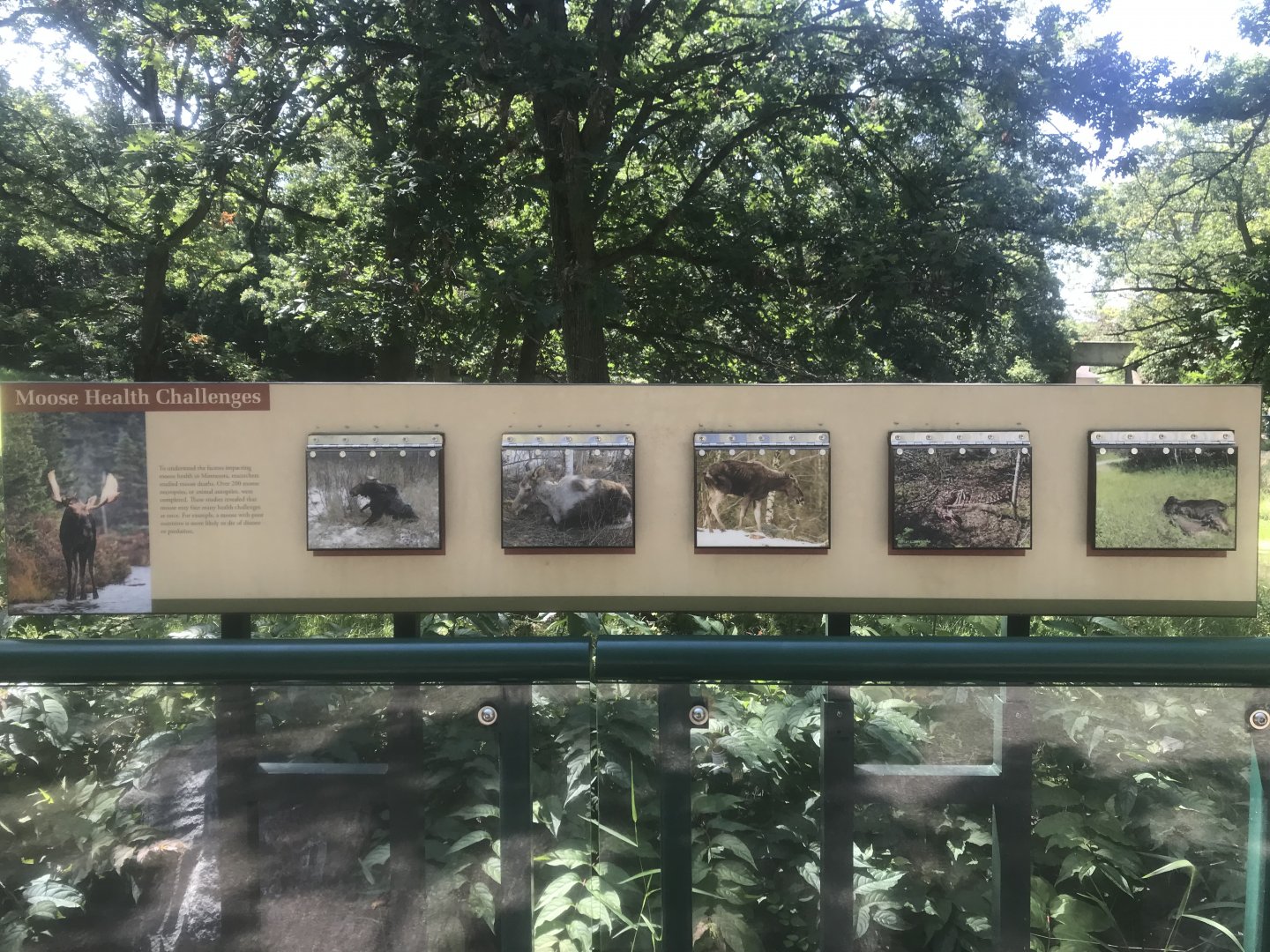 New Signage on Moose Exhibit