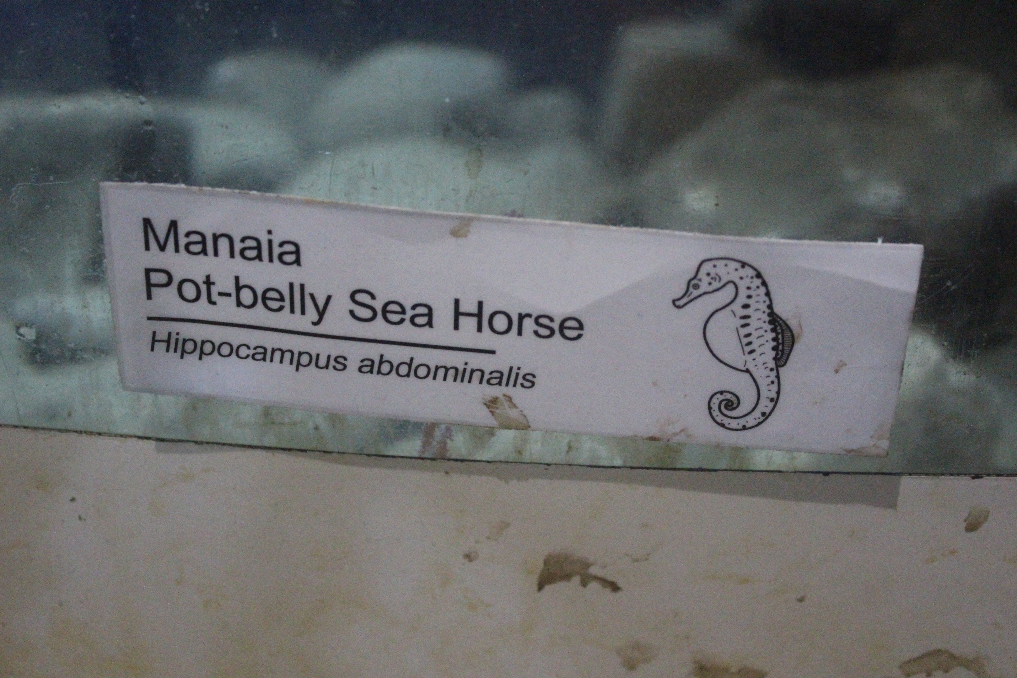 New signage: Seahorse (Hippocampus abdominalis)