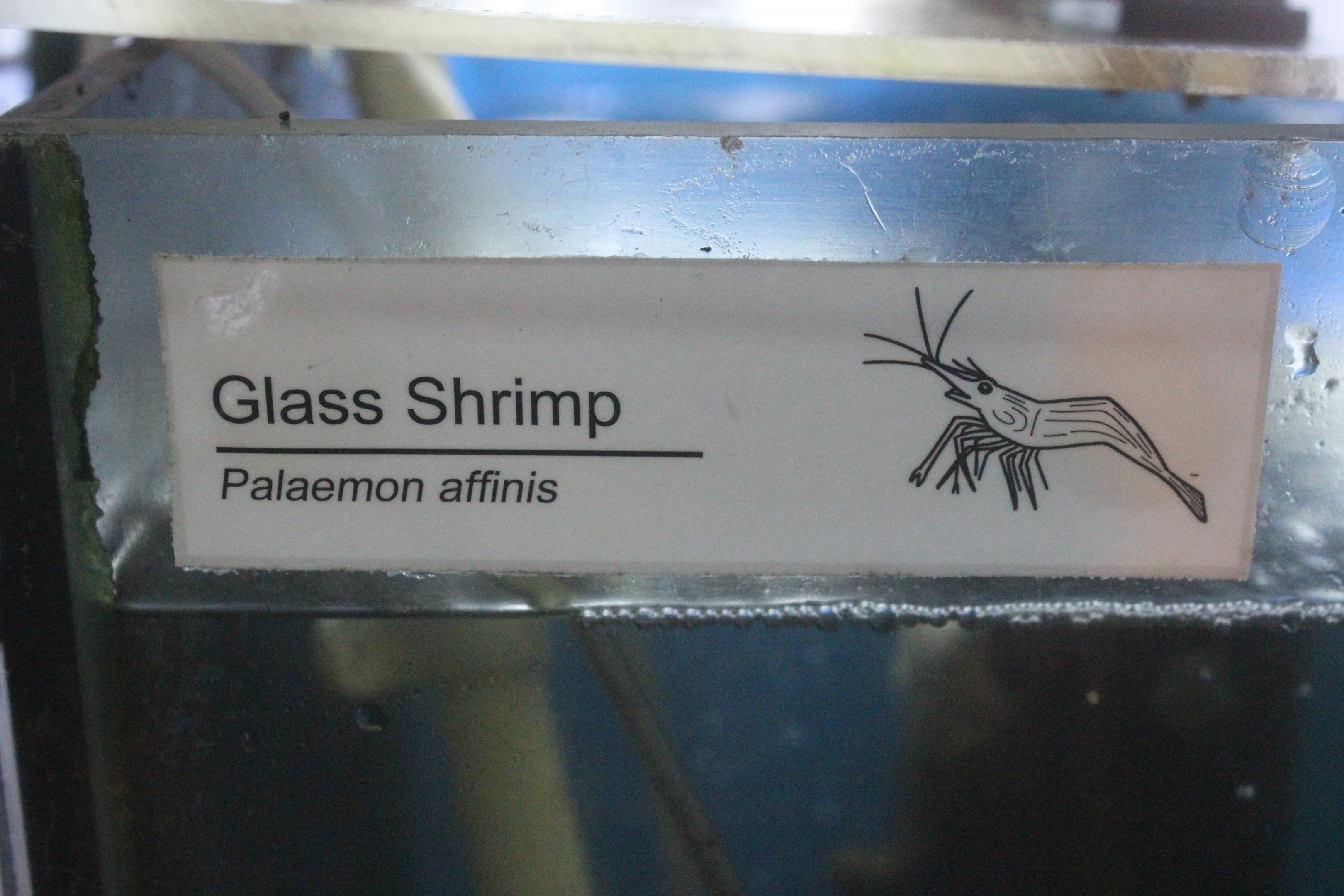 New signage: Shrimp (Palaemon affinis)