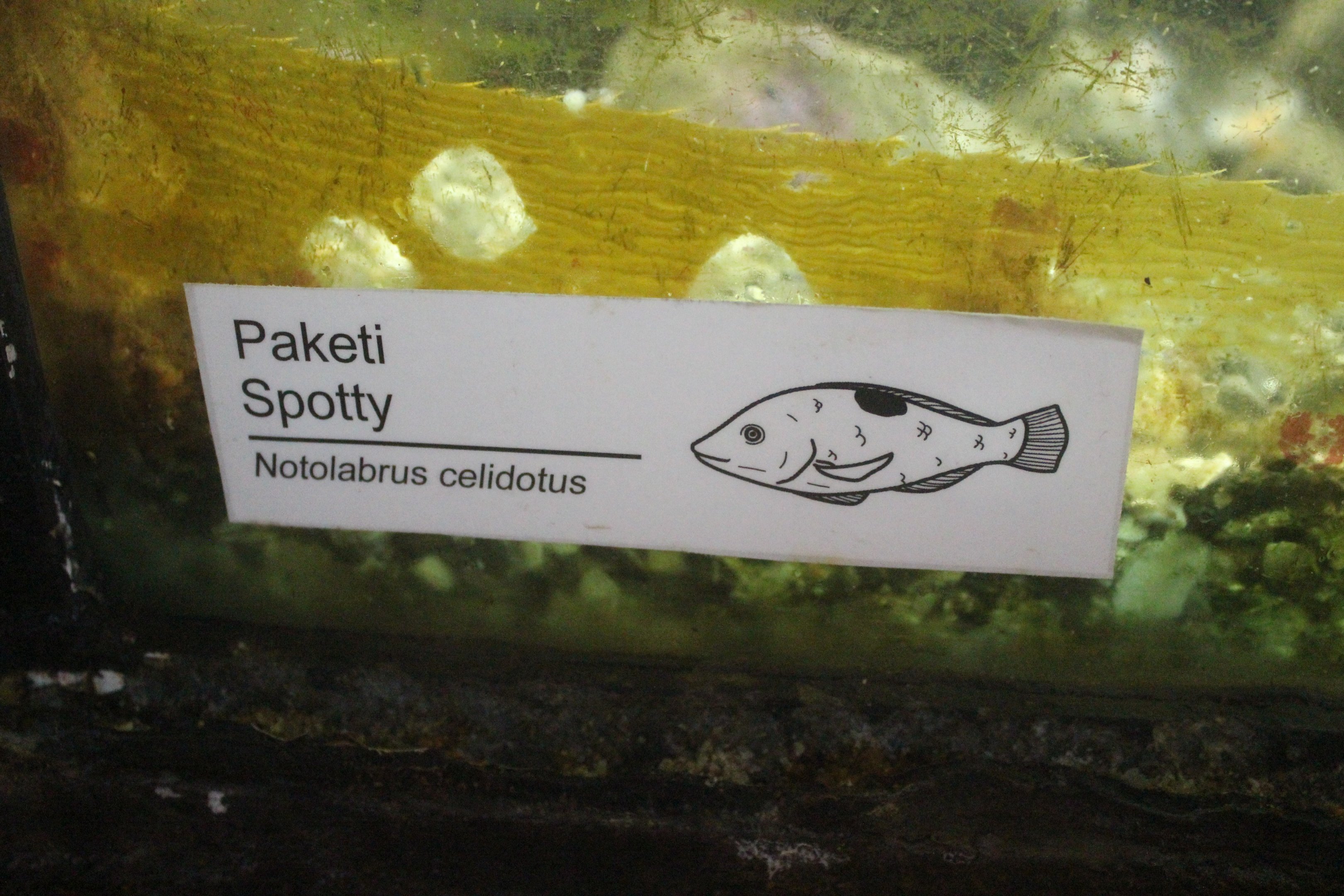 New signage: Spotty (Notolabrus celidotus)
