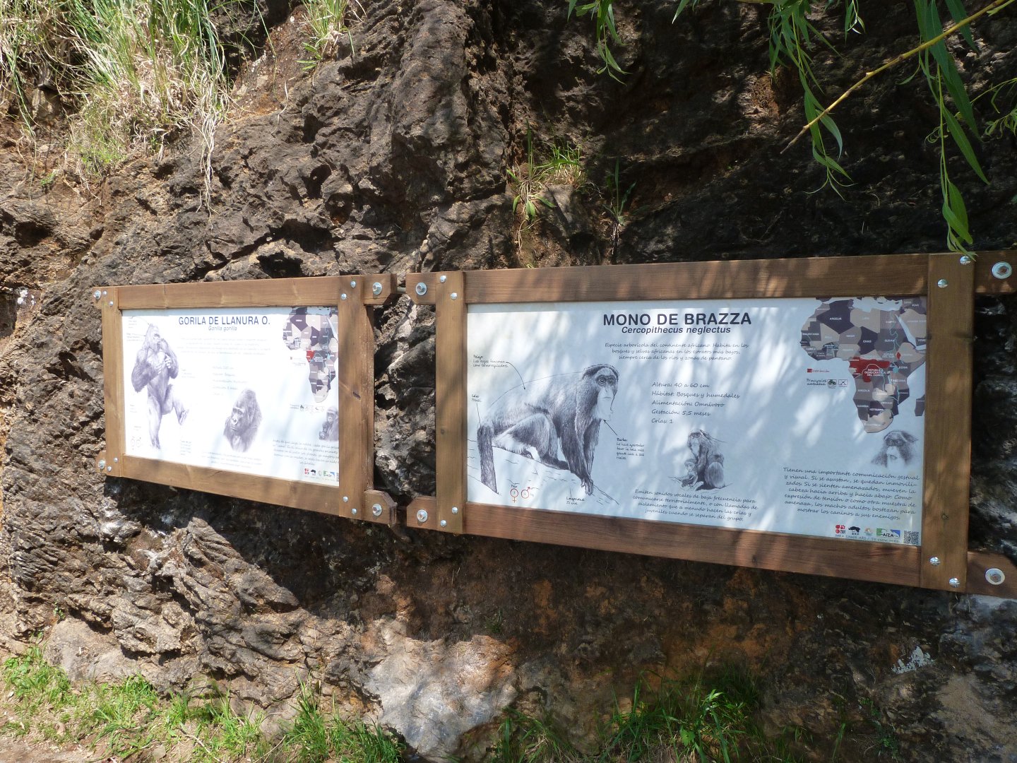 New signage style for Western lowland gorillas and DeBrazza's monkeys -Parque de la Naturaleza de Cabárceno (2025)