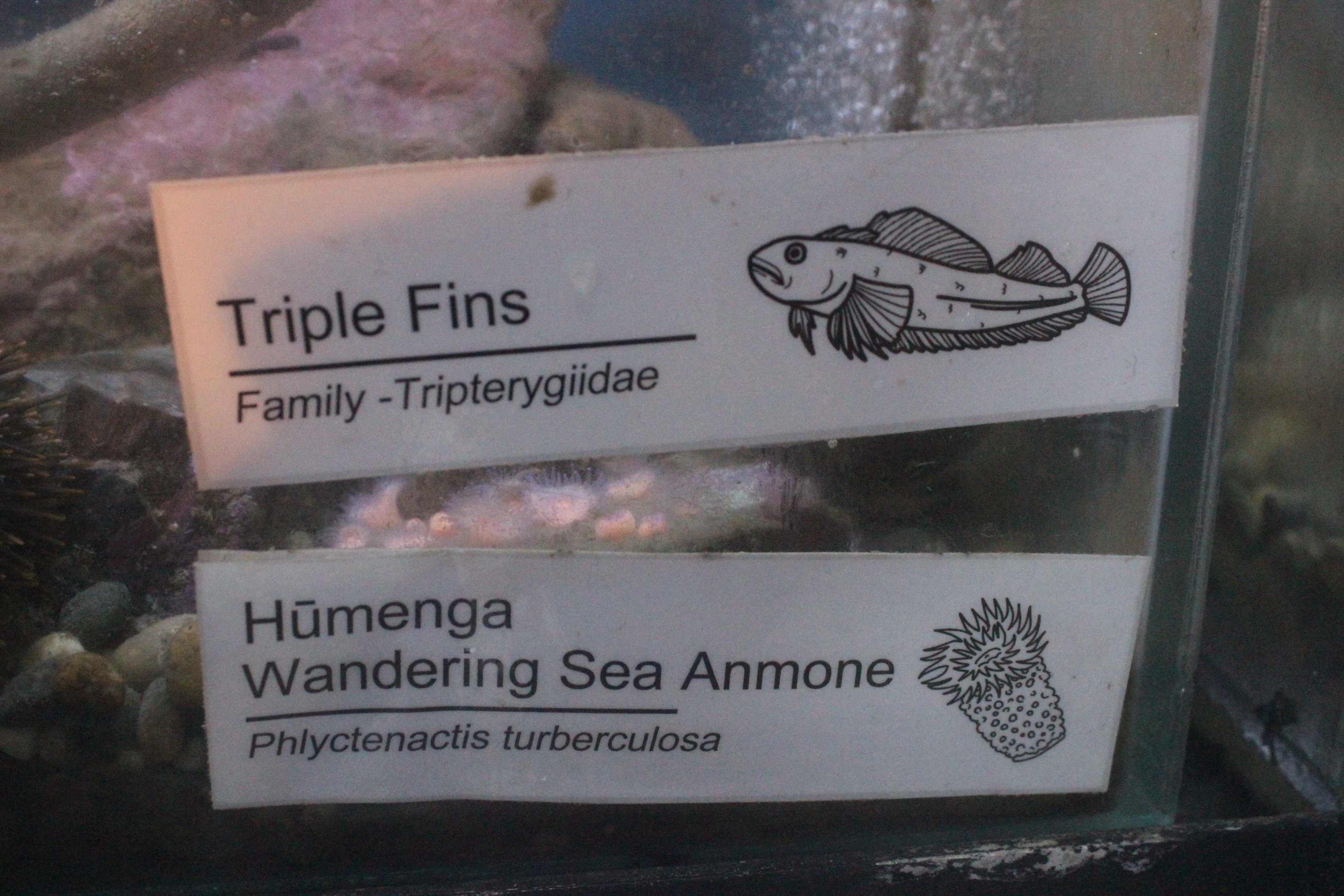 New signage: Triplefin and Wandering Anemone