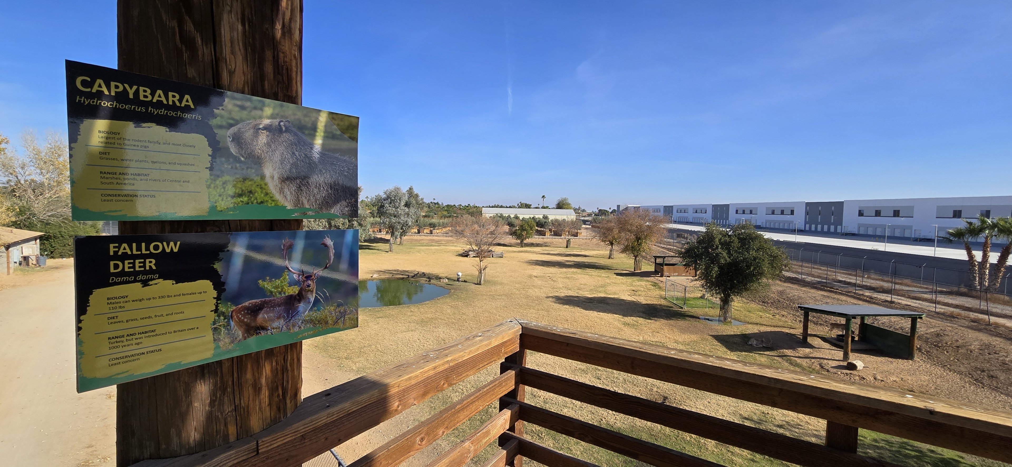 New signs, also fallow deer moved into exhibit with capybara and rhea