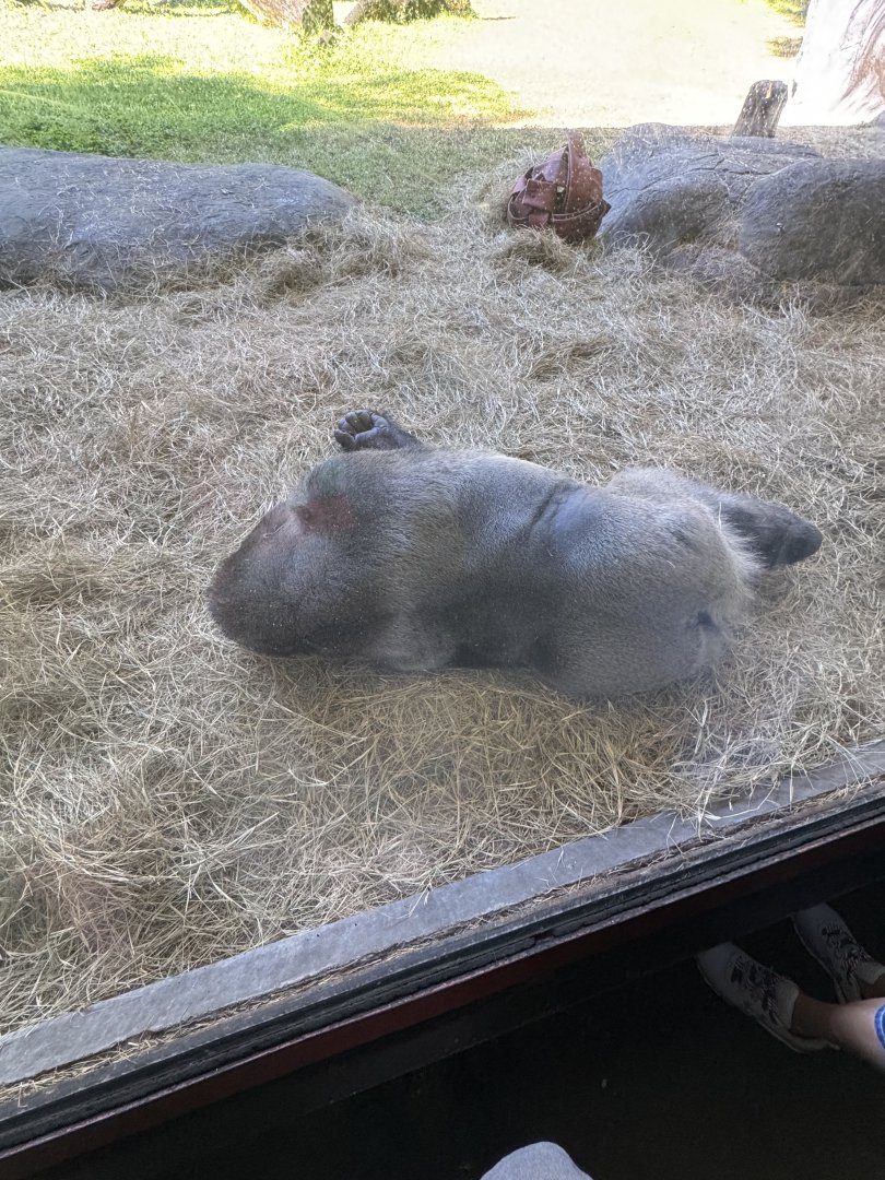 New Silverback at Busch Gardens?