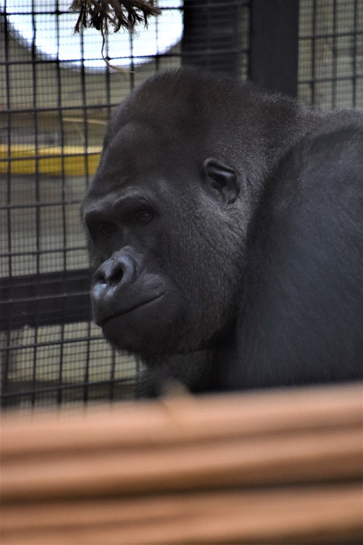 New silverback gorilla