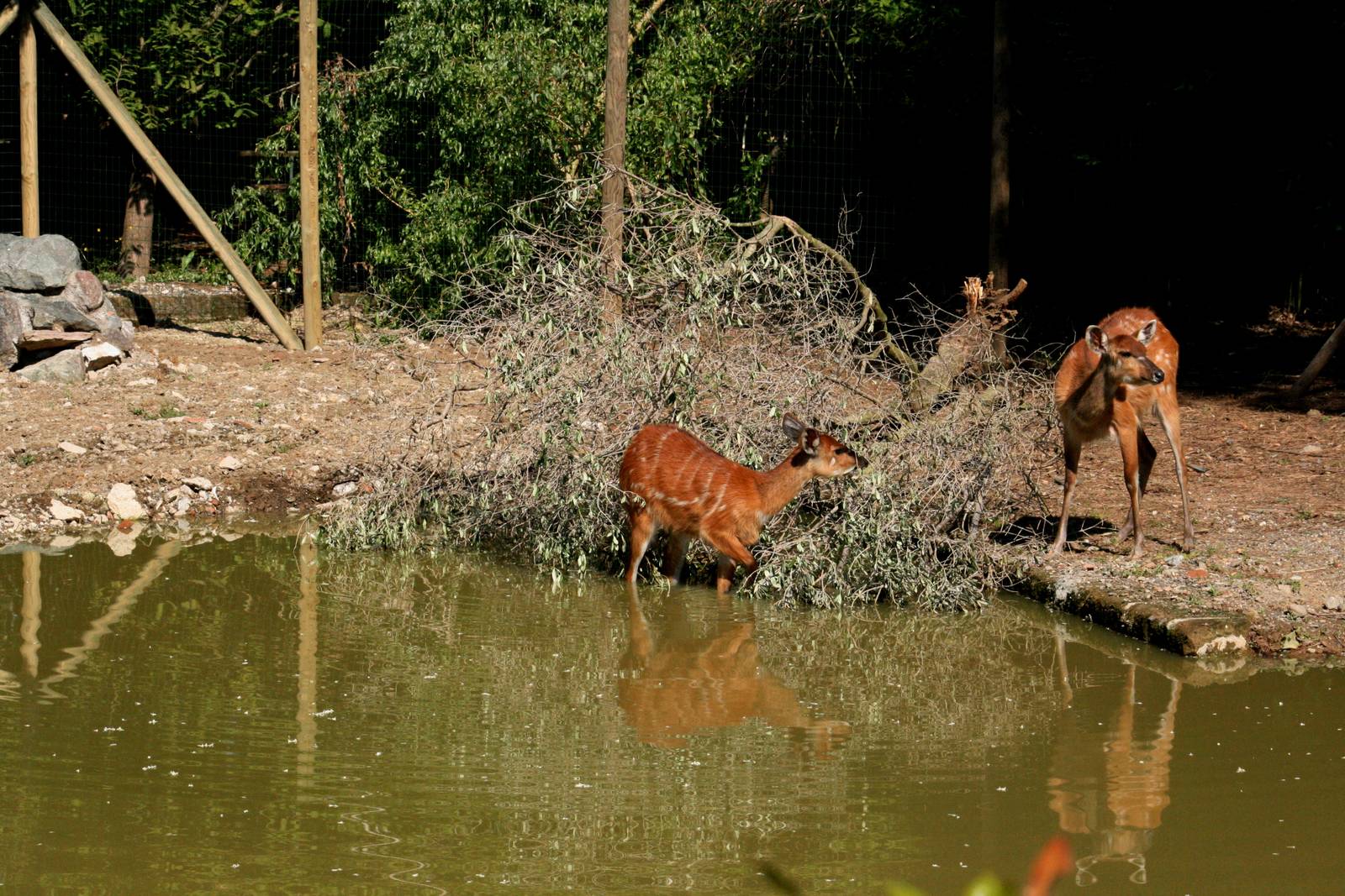 New sitatunga exhibit
