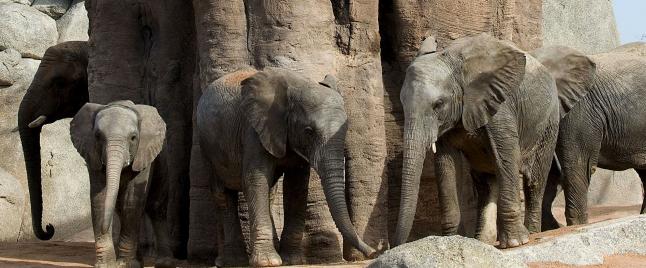 New six females from Namib