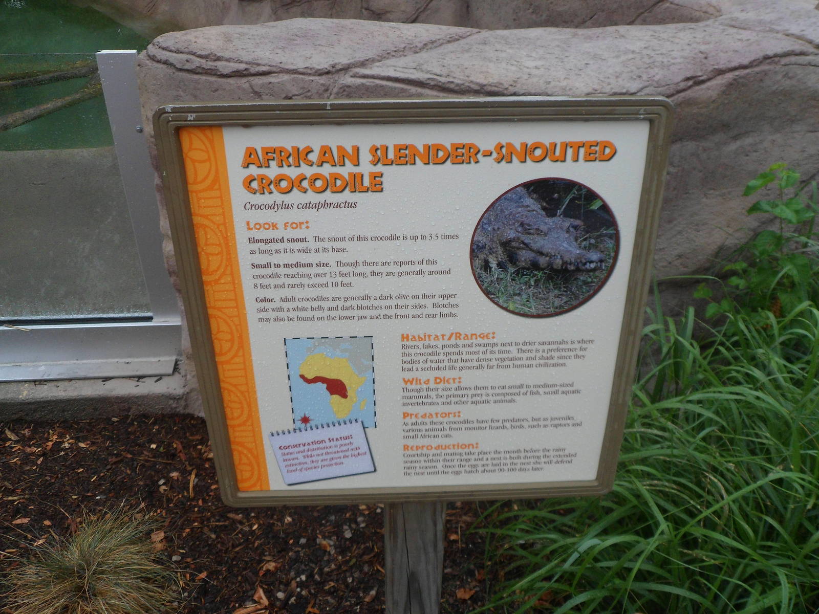 New Slender-snouted Crocodile Exhibit