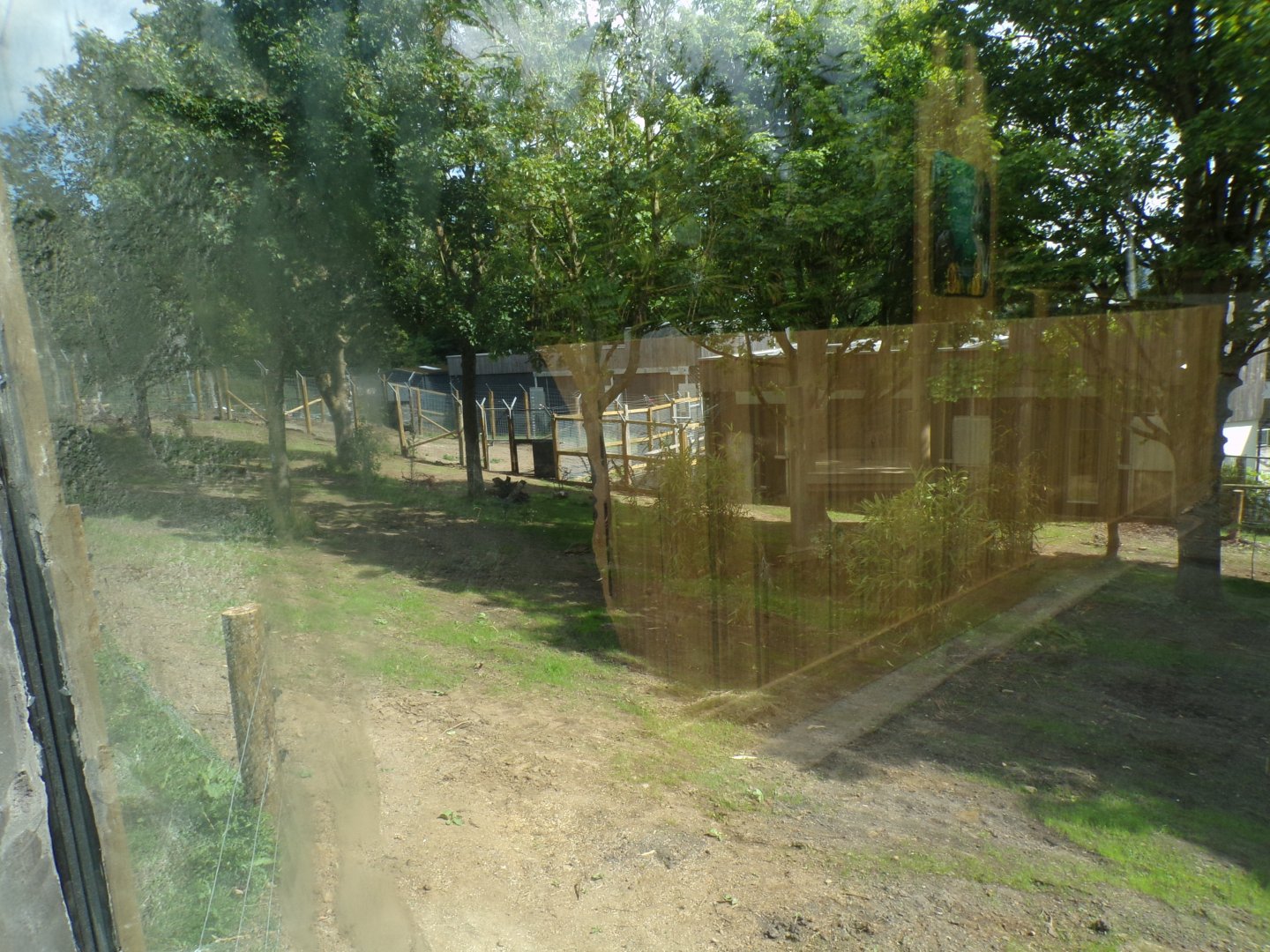 New sloth bear enclosure (terrible glare) 18.7.25