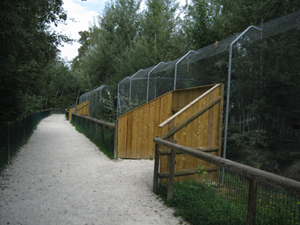 new small cat viewing