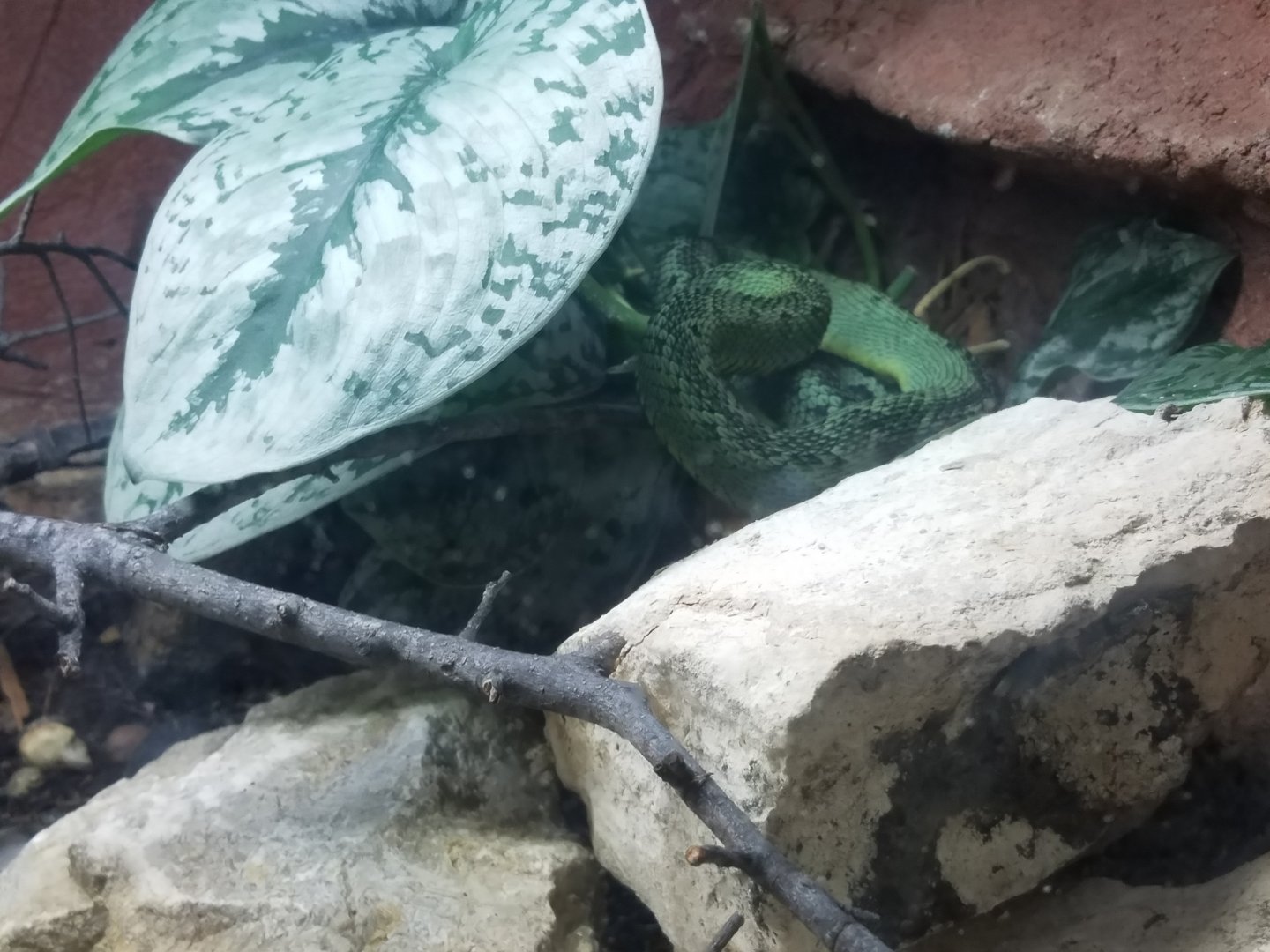 New Snake Species ID?