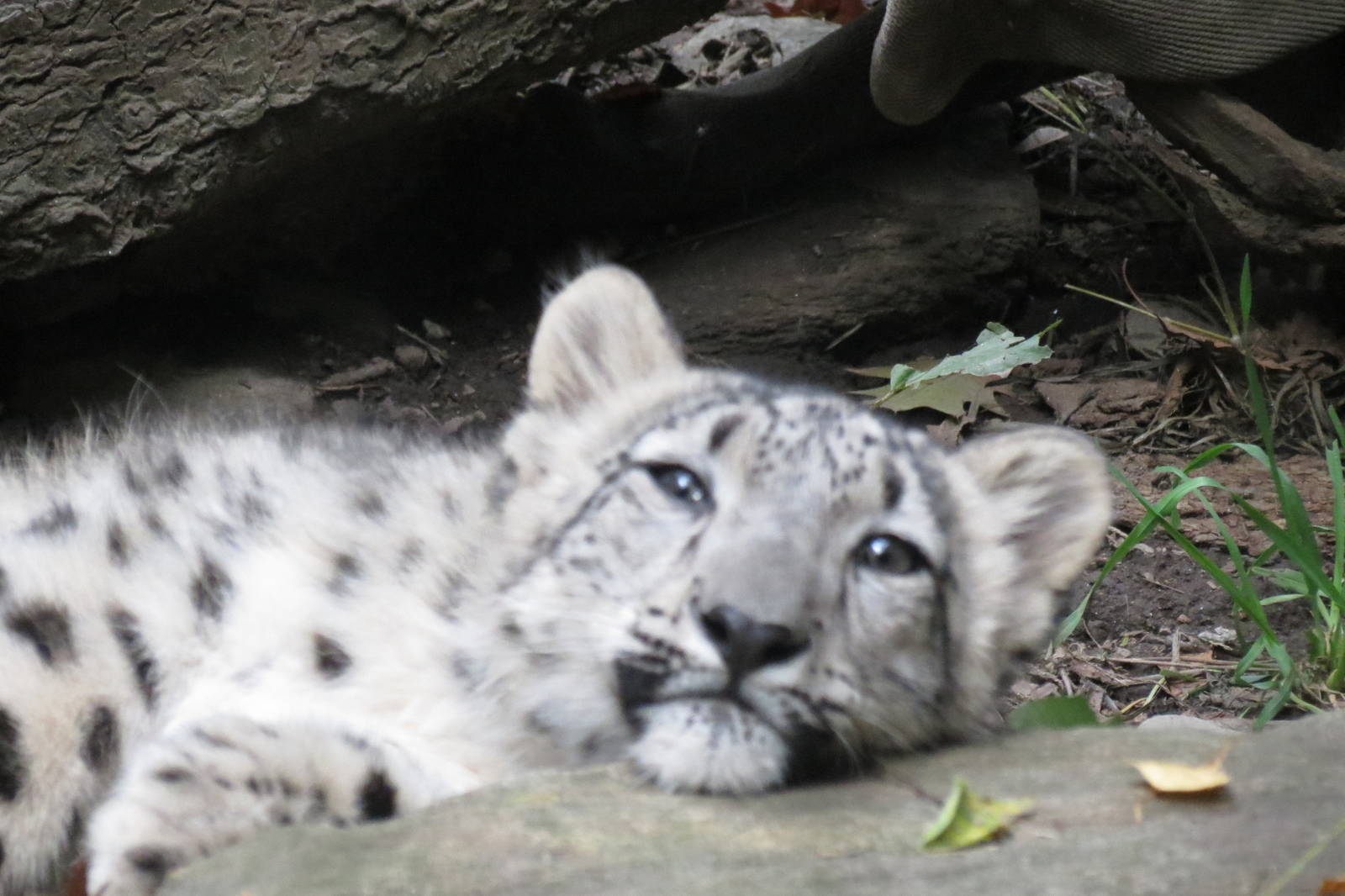 New snow leopard cub