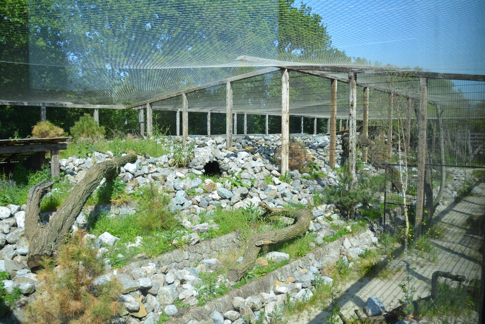 new Snow Leopard enclosure (in the works)