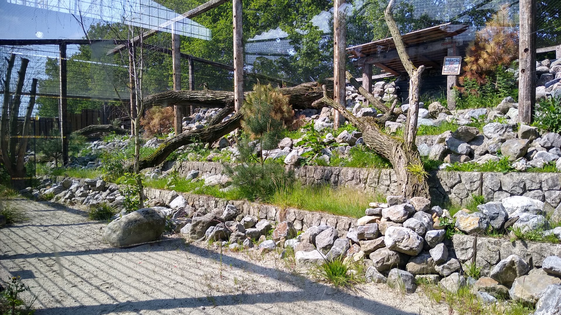 new Snow Leopard enclosure (in the works)