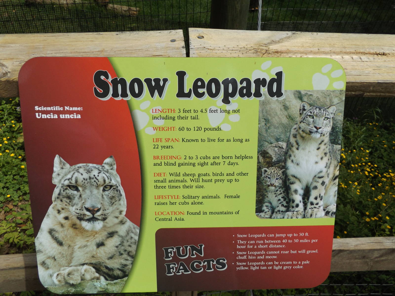 New Snow Leopard Info Sign