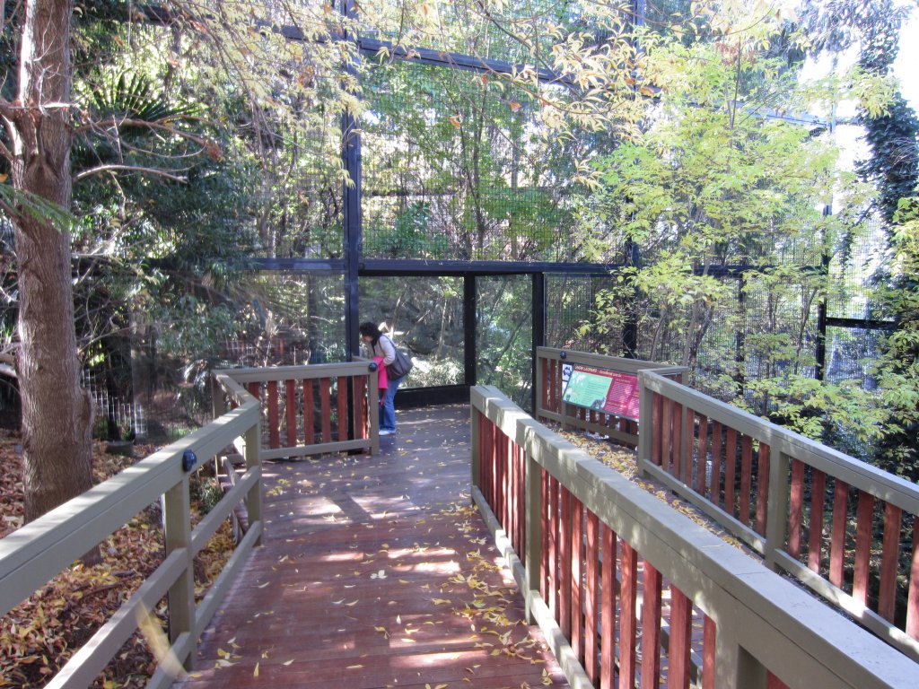 New Snow Leopard viewing
