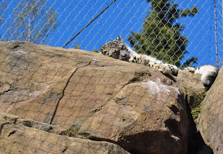 New Snow Leopard