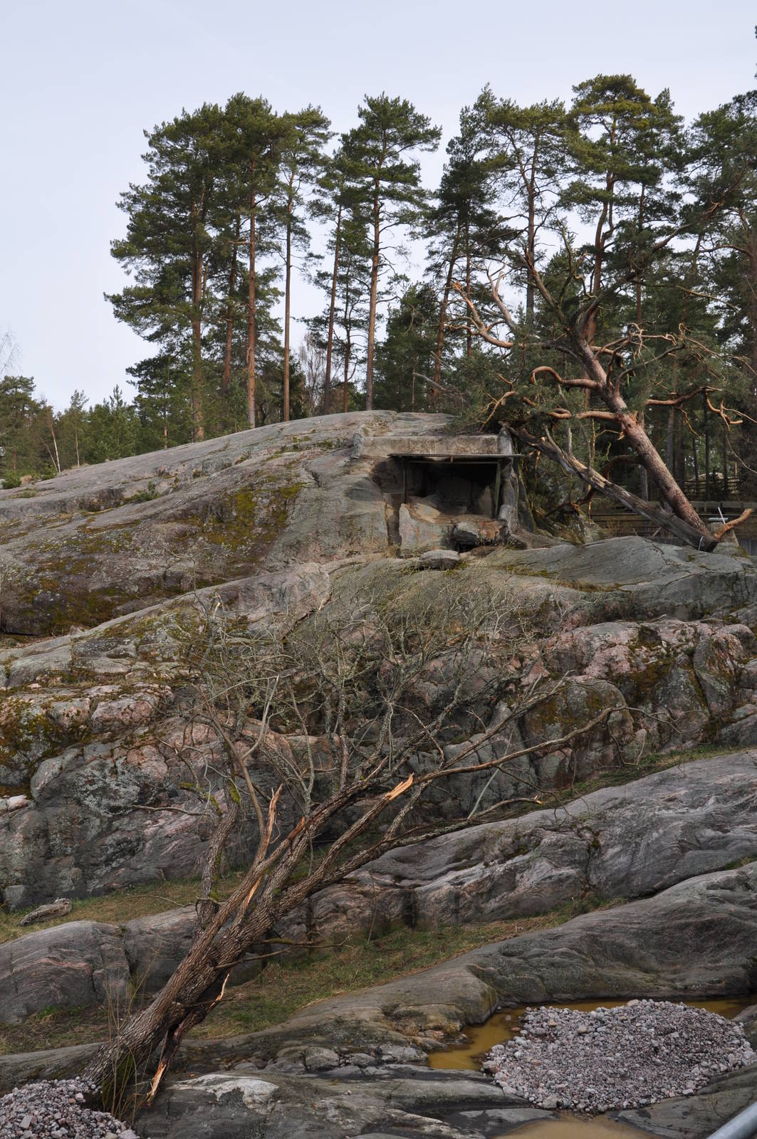 New snowleopard enrichment