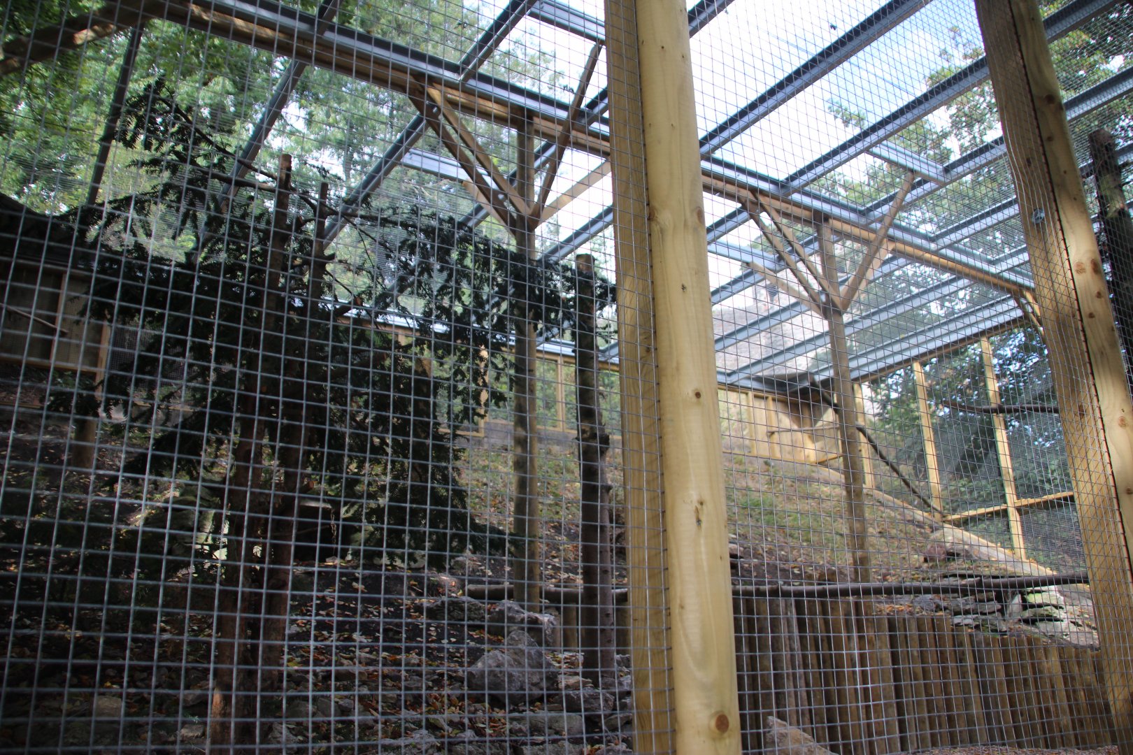 New Snowy Owl Aviary