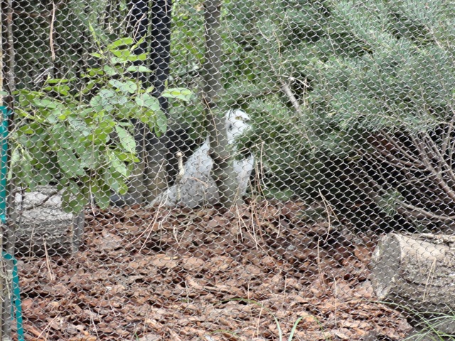 New Snowy Owl Hiding