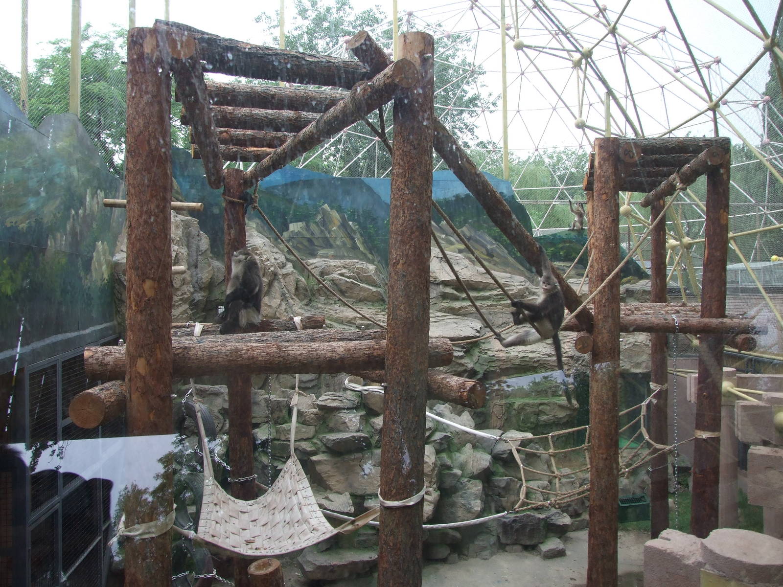 New snub-nosed monkey exhibit