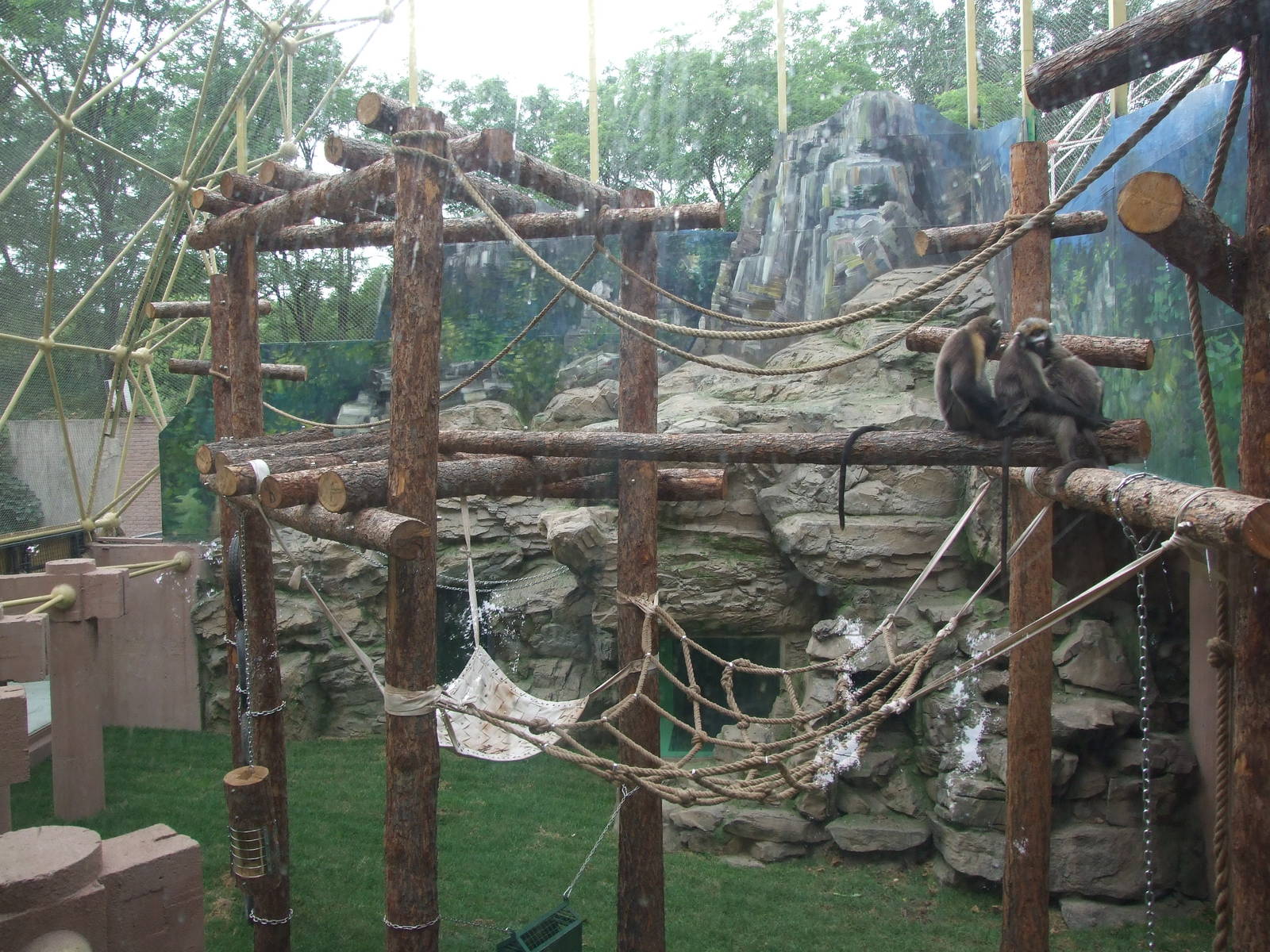 New snub-nosed monkey exhibit