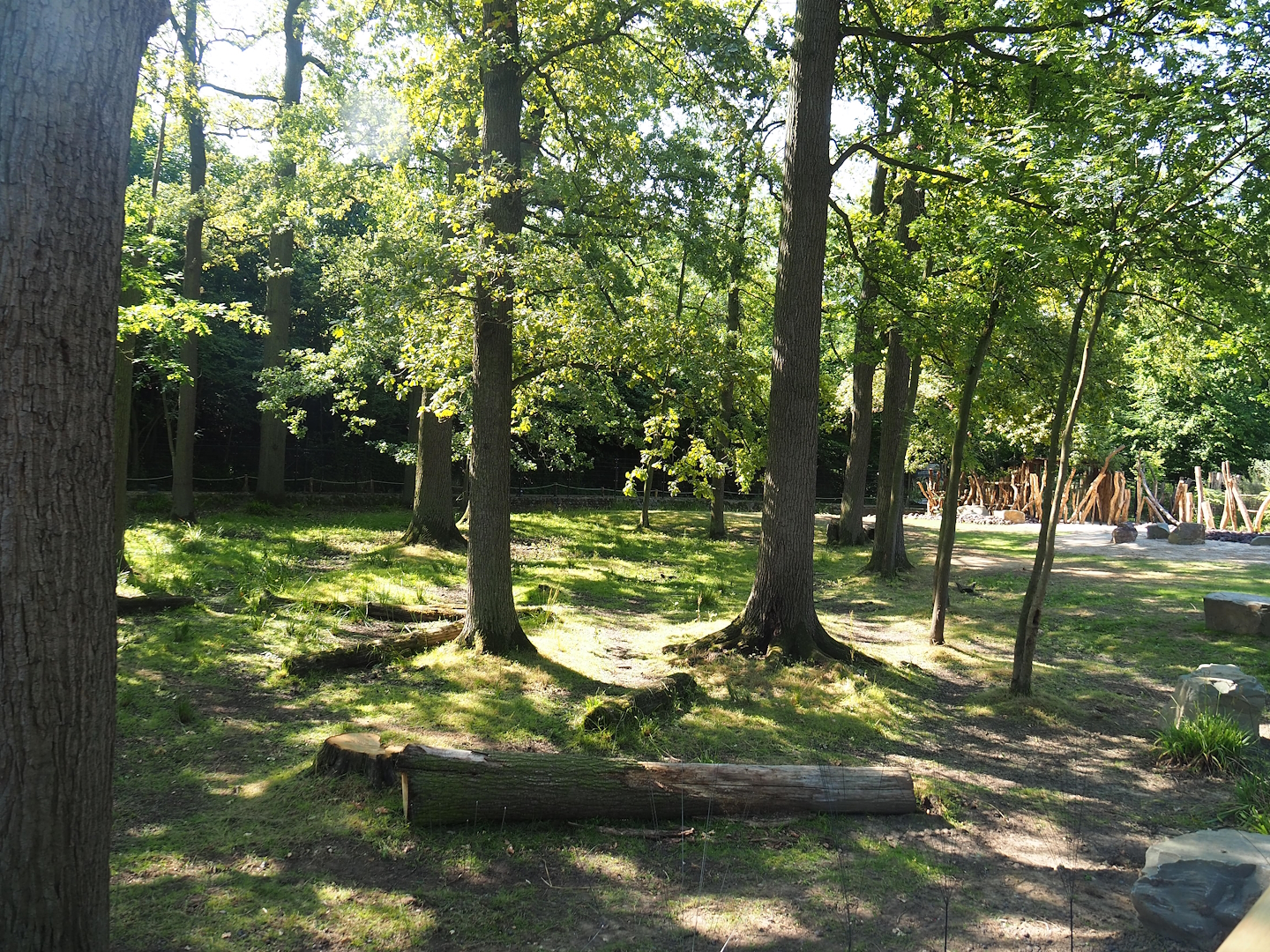 New Somali wild ass and Saharan Dorcas gazelle paddock, 2023-07-19