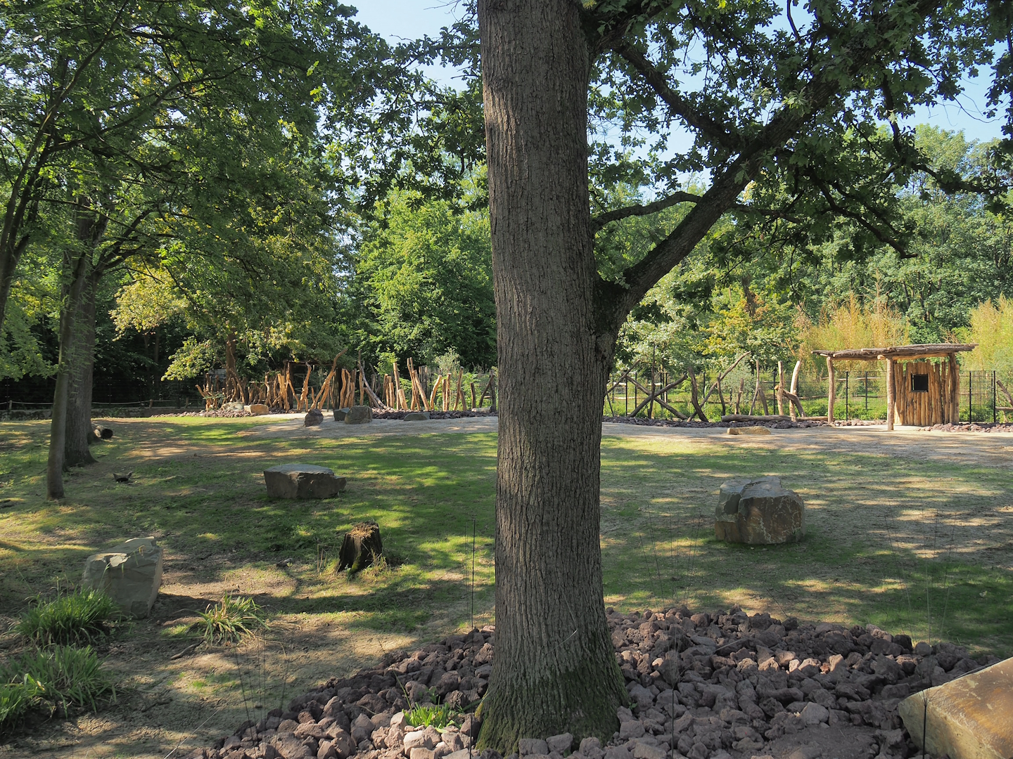 New Somali wild ass and Saharan Dorcas gazelle paddock, 2023-07-19