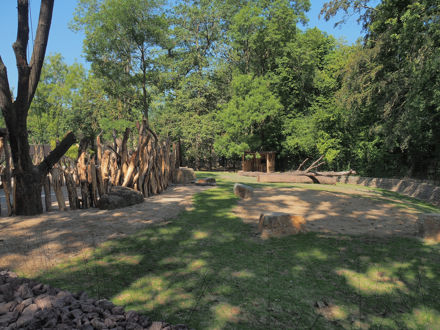 New Somali wild ass and Saharan Dorcas gazelle paddock, 2023-07-19