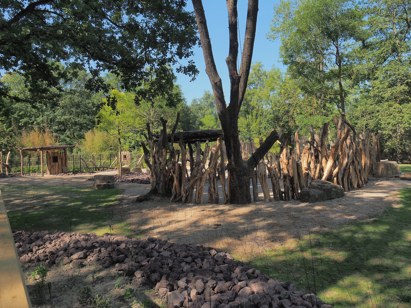 New Somali wild ass and Saharan Dorcas gazelle paddock, 2023-07-19