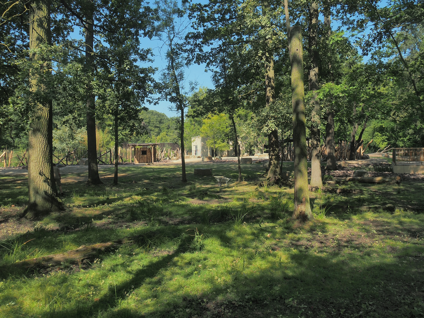 New Somali wild ass and Saharan Dorcas gazelle paddock, 2023-07-19