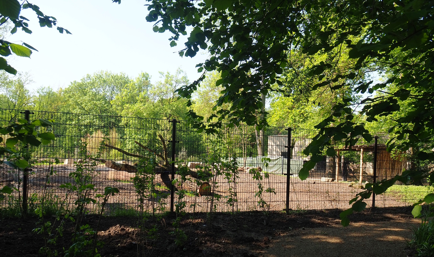 New Somali wild ass - Dorcas gazelle - Ostrich paddock construction site, 2023-05-13