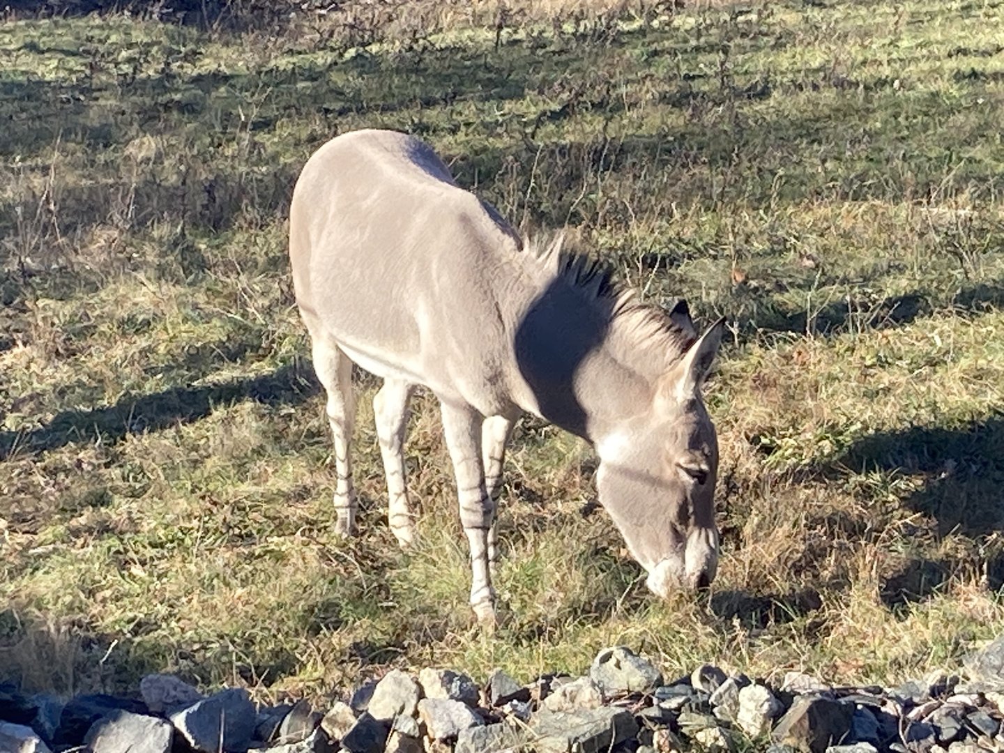 New- Somali Wild Ass