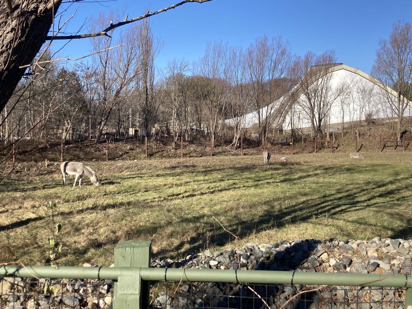 New- Somali Wild Ass