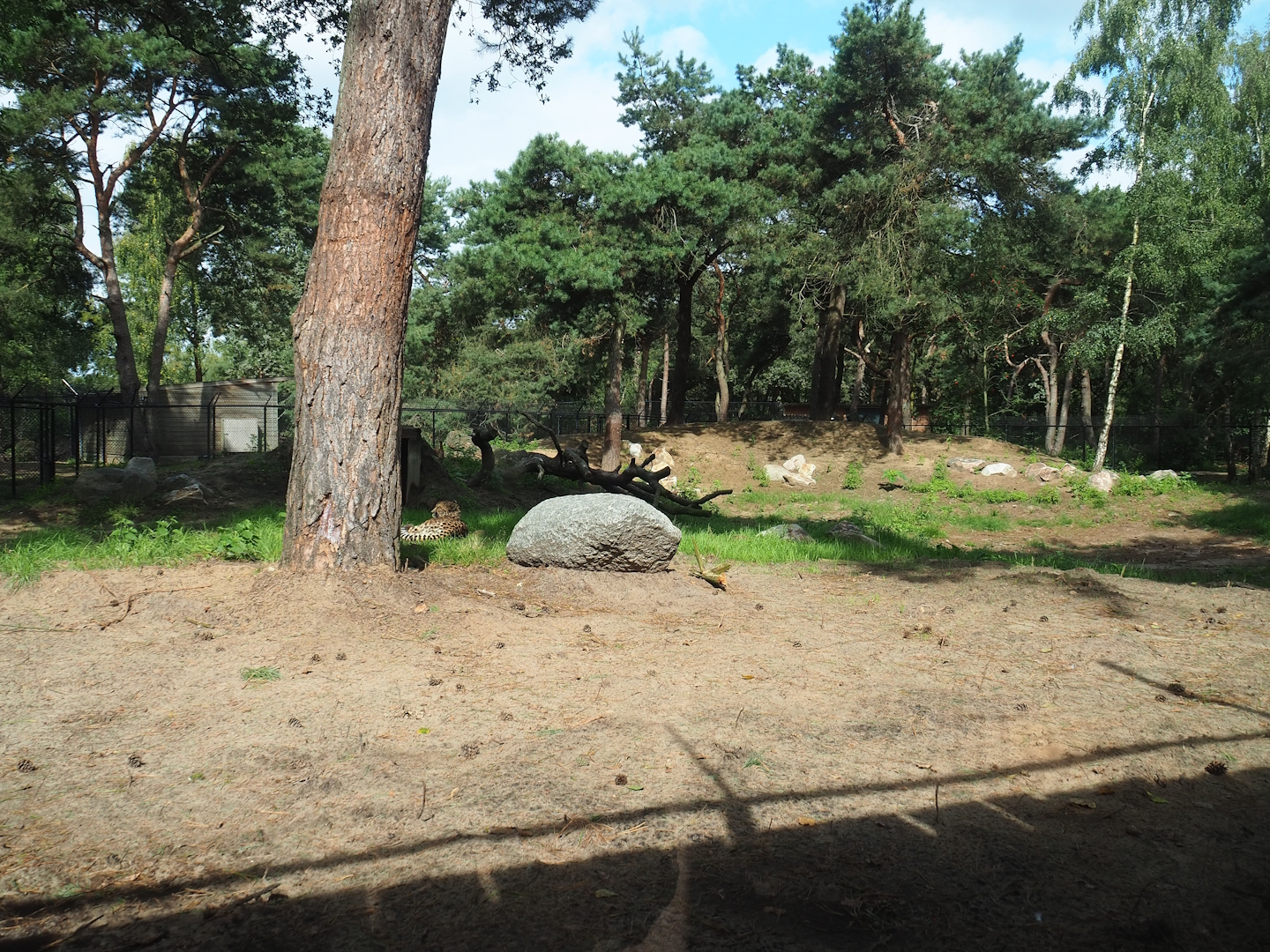 New South African cheetah exhibit complex, 2023-08-15