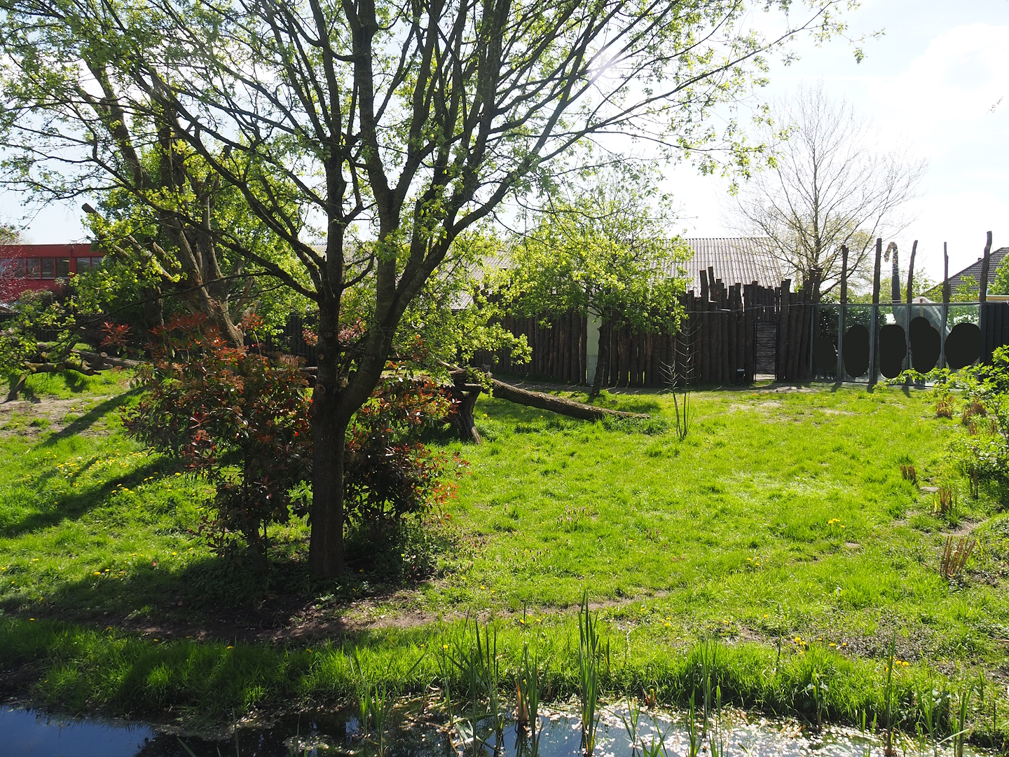 New South African cheetah exhibit (Former Asiatic black bear and Corsac fox exhibit), 2023-04-30