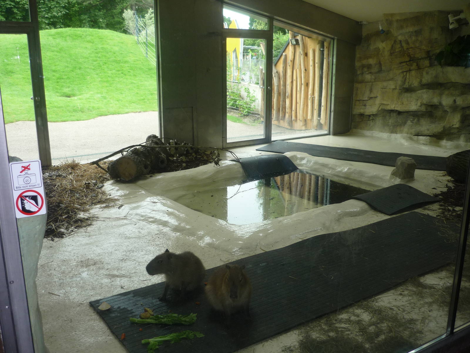 New South American Area