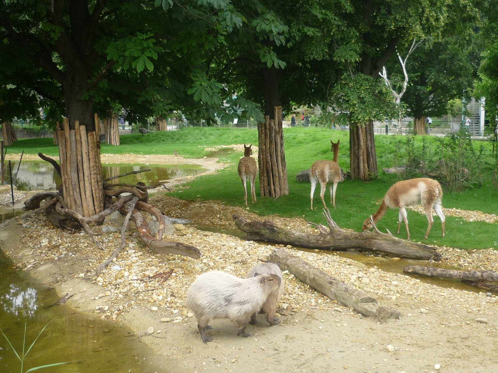 New South American Exhibit