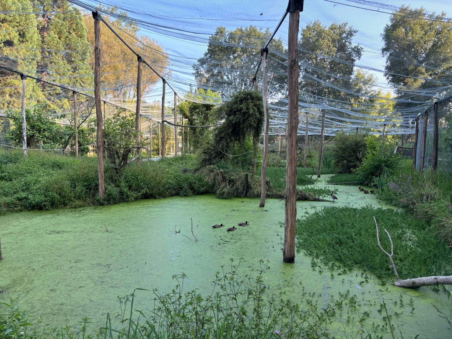 New South-American walkthrough aviary