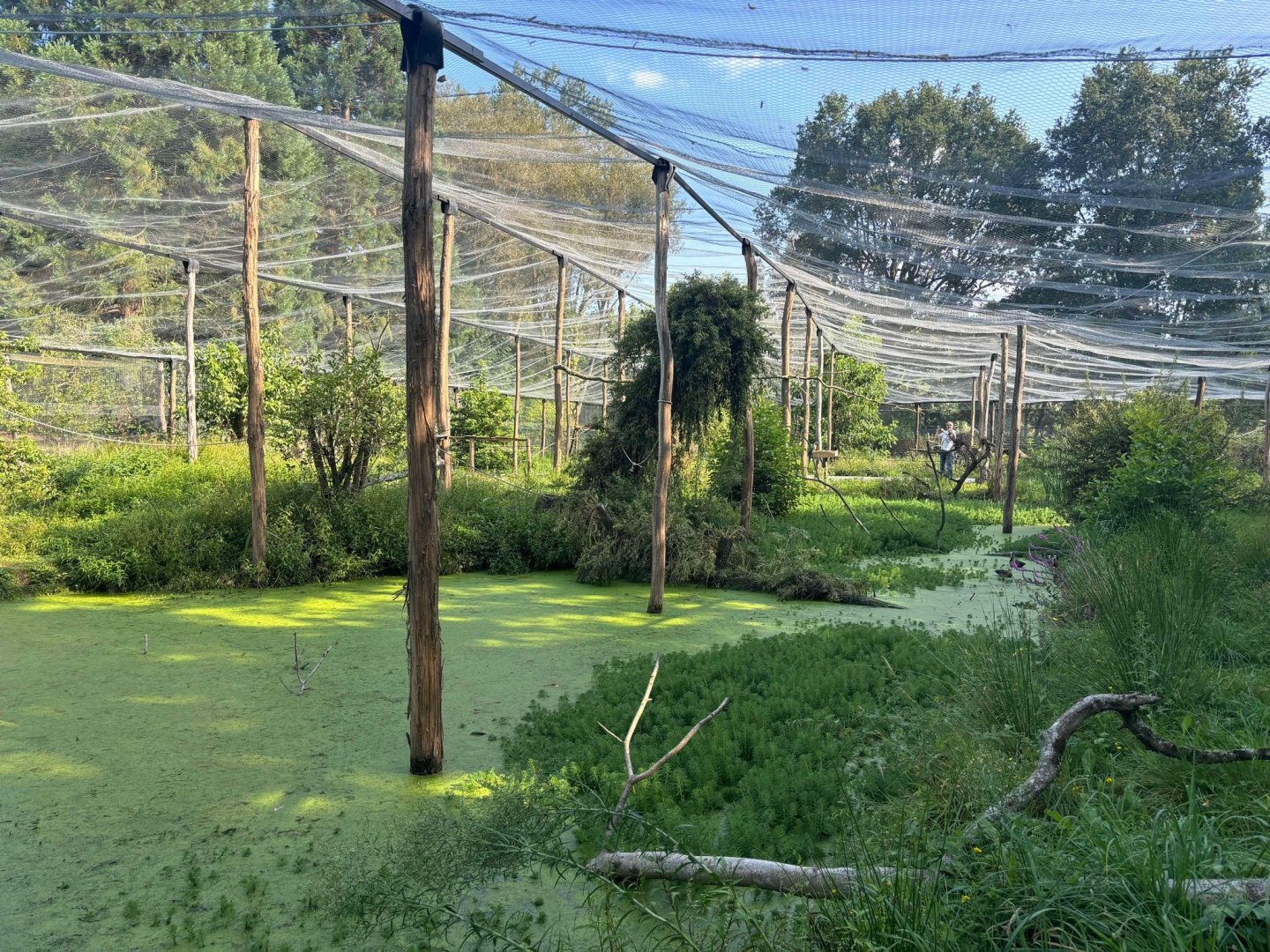 New South-American walkthrough aviary