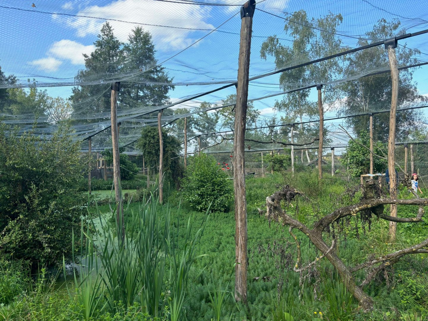 New South-American walkthrough aviary