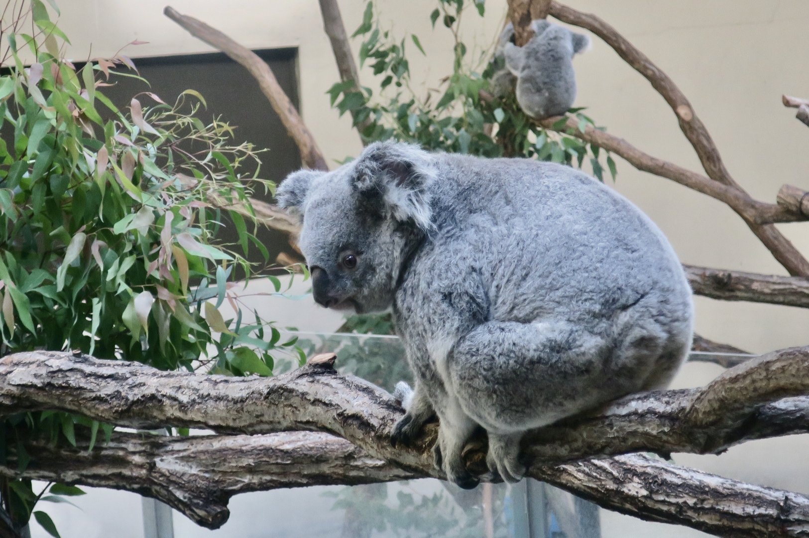 New South Wales Koala (Phascolarctos cinereus cinereus)