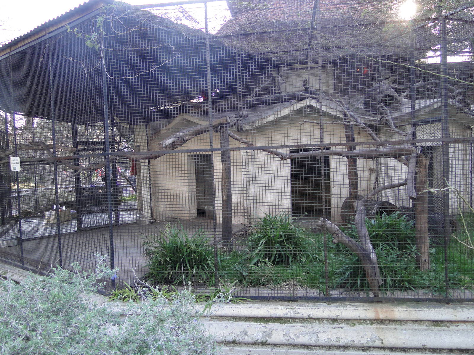 New Southern Tamandua Cage