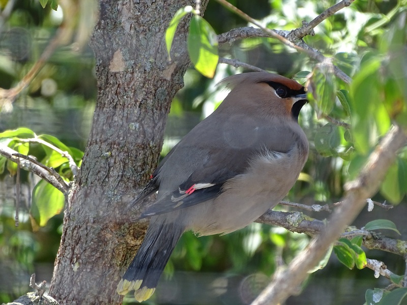 New species 05/2020: Bohemian waxwing