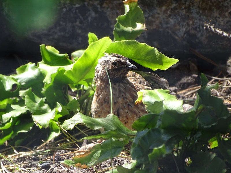 New species 05/2020: European quail
